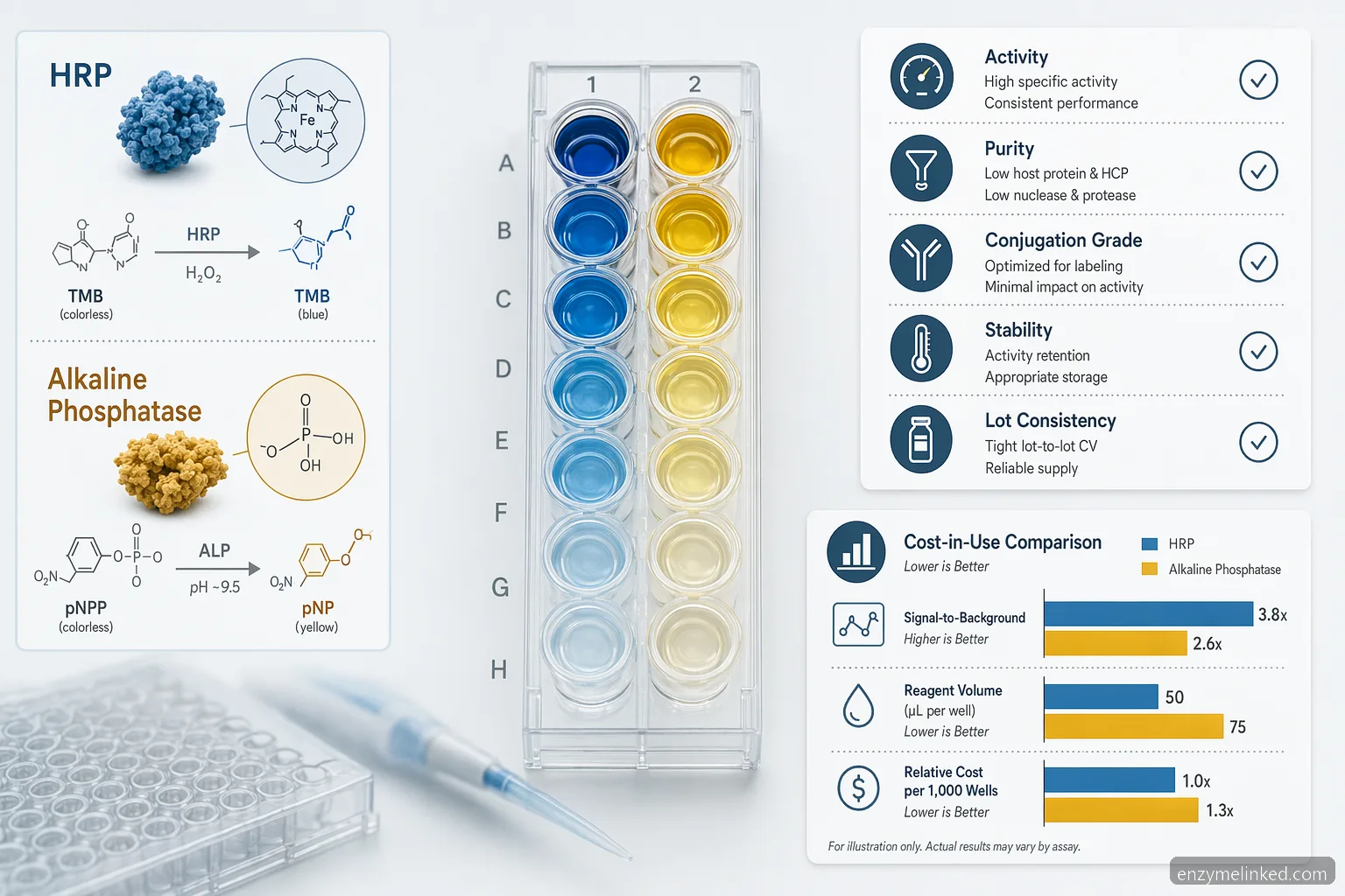 elisa enzymes supplier for elisa diagnostic buying guide, comparing HRP, AP, specs, stability, and cost-in-use