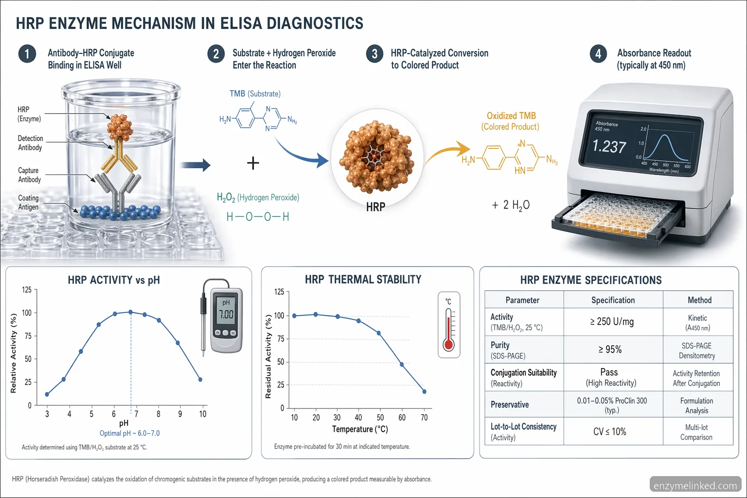 hrp enzyme til diagnostik ELISA-mekanismediagram med HRP-substratomdannelse, assaysignaler og pH- og temperaturkontrol