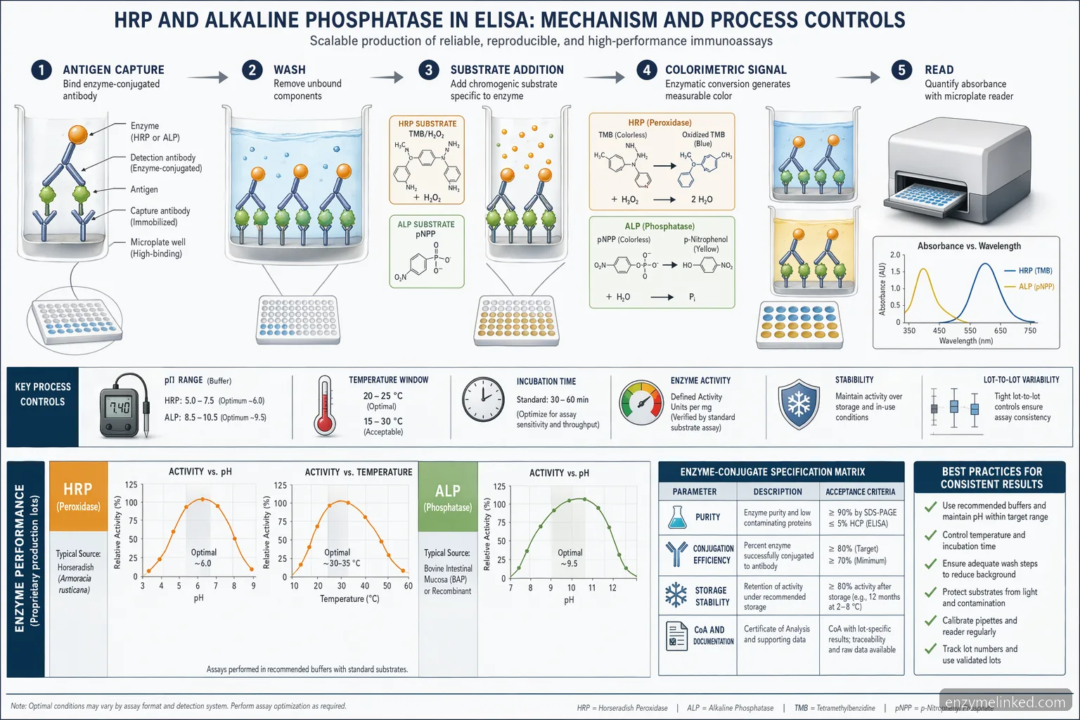 industrial elisa enzymes elisa process 도식으로, HRP와 AP reaction flow, pH curves, QC specifications를 표시